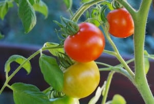 Tomaten richtig anbauen